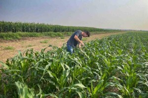 Bioestimulante tem resultado promissor no desenvolvimento inicial das plantas comprovado em Experimento a campo na Fazenda Guatá, em Lucas do Rio Verde (MS); em inoculação tem maior efeito em laboratório. (Divulgação)