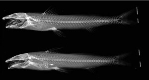 Imagem radiográfica de Imparfinis arceae, espécie de bagre descoberta por pesquisadores da Unesp. (Silva et al. 2025).