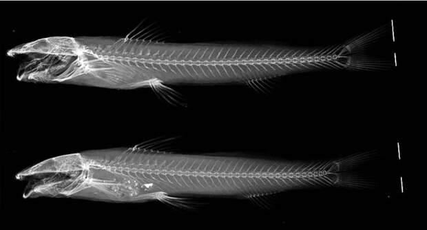 Imagem radiográfica de Imparfinis arceae, espécie de bagre descoberta por pesquisadores da Unesp. (Silva et al. 2025).