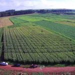 Uma das áreas do experimento localizada no município de Selvíria, no Mato Grosso do Sul. (Foto: Fernando Galindo/ divulgação)