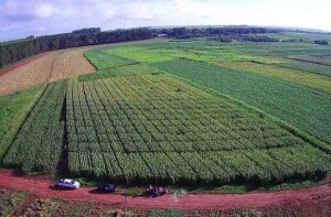 Uma das áreas do experimento localizada no município de Selvíria, no Mato Grosso do Sul. (Foto: Fernando Galindo/ divulgação)
