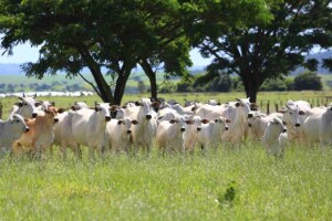 Cuidados no pré e pós-parto também são essenciais para que as novilhas atinjam o peso ideal para reprodução. (Divulgação Connan)