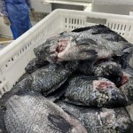 Essa importação é imprescindível para preservar a sustentabilidade da cadeia produtiva da tilápia no Brasil, que é formada por cerca de 98% de pequenos produtores. Foto: Marcio Peruchi / CompreRural