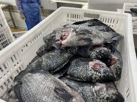 Essa importação é imprescindível para preservar a sustentabilidade da cadeia produtiva da tilápia no Brasil, que é formada por cerca de 98% de pequenos produtores. Foto: Marcio Peruchi / CompreRural