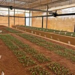 Phenosync faz análise de imagens para aumentar a precisão e velocidade das análises em casas de vegetação. (Divulgação)