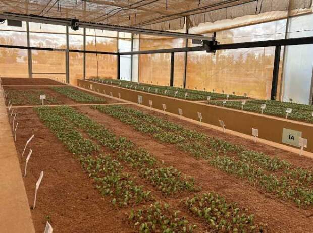 Phenosync faz análise de imagens para aumentar a precisão e velocidade das análises em casas de vegetação. (Divulgação)