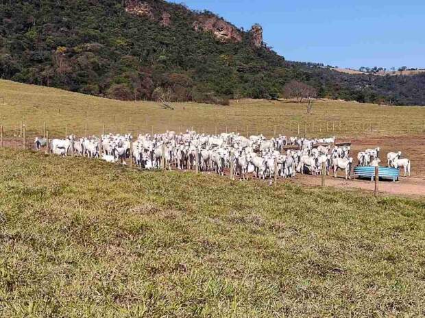 Técnica ajuda a manter a saúde do rebanho, aprimora a produtividade e garante a regeneração do pasto. Outra vantagem é que as vacas, separadas de suas crias, conseguem manter uma condição corporal ideal para a época de monta (Divulgação)