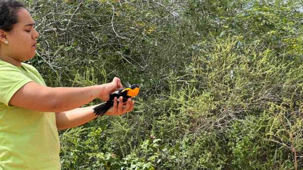 Mais de 100 aves recebidas e examinadas pelo Centro de Triagem de Animais Silvestres (Cetas) foram reintegradas à natureza, na manhã do dia 9/7, na Fazenda Raiz, reserva ambiental da Bracell no município de Água Fria, no Litoral Norte da Bahia. As espécies – dentre elas pássaro-preto, cardeal-do-nordeste, trinca-ferro, sabiá-laranjeira, curió, azulão e canário-da-terra - foram apreendidas durante fiscalização realizada na cidade de Feira de Santana. De acordo com o biólogo Igor Macedo, especialista em Meio Ambiente da Bracell, a fiscalização resgatou, ao todo, mais de 200 aves. “As que já estavam em condições adequadas foram reintegradas à natureza nesta manhã, na Fazenda Raiz, em uma ação acompanhada pelas equipes do Cetas e da Bracell. O espaço natural foi escolhido por ser uma área de soltura de animais silvestres certificada e por ter características ideais para a maioria das espécies, que são aves de ecossistema natural aberto e de Caatinga”, afirma. Ele acrescenta ainda que o local, com clima semiárido e vegetação adaptada à seca, conta com a proteção da equipe patrimonial da Bracell, que combate a caça predatória e garante a proteção da flora e da fauna silvestres, contribuindo para a preservação ambiental da região. A empresa conta, na Bahia, com mais três reservas aptas para a soltura autorizada de animais.     A soltura ocorreu na manhã da última quarta-feira, 9/ Foto: Acervo Bracell Sobre a Bracell A Bracell é uma das líderes globais na produção de celulose solúvel e especial, com expertise no cultivo sustentável de eucalipto, base para a fabricação de celulose de alta qualidade. Com operações no Brasil desde 2003, a empresa integra o grupo Royal Golden Eagle (RGE), com sede em Singapura. Conta com mais de 11 mil colaboradores e duas unidades industriais no país — em Camaçari (BA) e Lençóis Paulista (SP) — além de escritório administrativo em Singapura e estruturas comerciais na Ásia, Europa e Estados Unidos. Para mais informações, acesse: www.bracell.com  >>>>>>>> Informe à imprensa: Juracy dos Anjos ATcom - Estratégia, Relacionamento e Conteúdo