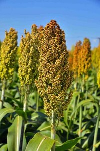 Sorgo - Junior Abraão - Shull