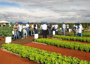 Promovido na Estação Experimental de Santo Antônio de Posse (SP), Encontro dos Técnicos (ETEC) contribui para a expansão do setor. (Divulgação Agristar do Brasil).
