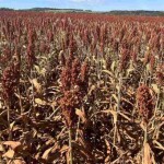 Com foco em produtividade aliada a sustentabilidade, Fazenda Bom Sucesso, de Edealina (GO), adota o sorgo com tecnologia Igrowth da Advanta e conquista colheitas recordes na soja e uma nova fonte de renda na safrinha. (Divulgação Advanta