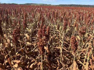 Com foco em produtividade aliada a sustentabilidade, Fazenda Bom Sucesso, de Edealina (GO), adota o sorgo com tecnologia Igrowth da Advanta e conquista colheitas recordes na soja e uma nova fonte de renda na safrinha. (Divulgação Advanta