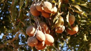 Por ser uma árvore alta e frondosa, o baruzeiro oferece sombra natural à pastagem, criando um ambiente mais confortável para a pecuária tropical, aumentando sua produtividade. (Foto: Pesquisa Google)