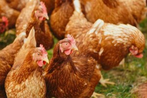 Entre os desafios do setor estão os elevados custos de produção, a saúde animal, como a gripe aviária, a aquisição de insumos e a necessidade de práticas mais sustentáveis. (Pexels / Alexas Fotos)