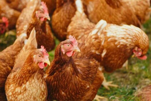 Entre os desafios do setor estão os elevados custos de produção, a saúde animal, como a gripe aviária, a aquisição de insumos e a necessidade de práticas mais sustentáveis. (Pexels / Alexas Fotos)