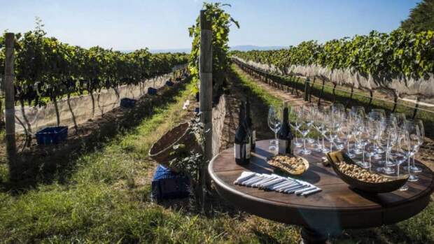 Festival gratuito reúne vinícolas, promove capacitação técnica e celebra a cultura do vinho com programação cultural, gastronômica e sensorial em Belo Horizonte. (Imagem Casa Verrone - Joyce Miranda)