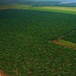 Com produtividade em alta, setor florestal demanda tecnologias eficientes para garantir o crescimento sustentável e evitar perdas significativas causadas por plantas daninhas e pragas. (IBF / reprodução)