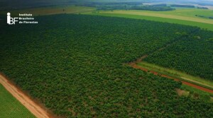 Com produtividade em alta, setor florestal demanda tecnologias eficientes para garantir o crescimento sustentável e evitar perdas significativas causadas por plantas daninhas e pragas. (IBF / reprodução)