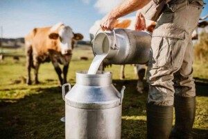 O Brasil é o terceiro maior produtor mundial de leite, e cada brasileiro consome, em média, 189 litros/habitante, seja no café, em receitas do dia a dia ou em produtos industrializados. (Foto: pesquisa Internet)