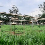 Estudo da USP mostra que inoculação aumentou em até 38% o teor de proteína bruta na braquiária híbrida Mavuno mesmo sob temperaturas elevadas. (Divulgação)