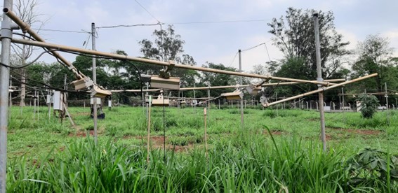 Estudo da USP mostra que inoculação aumentou em até 38% o teor de proteína bruta na braquiária híbrida Mavuno mesmo sob temperaturas elevadas. (Divulgação)