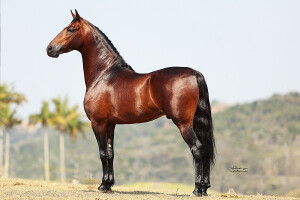 Com prestígio crescente também fora do país, o Mangalarga Marchador já tem núcleos de criadores estabelecidos nos Estados Unidos e na Europa. (Foto: Arquivo ABCCMM / divulgação)