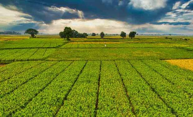 Novo modelo proposto pelo Governo pode reduzir custo do crédito e integrar proteção ao financiamento agrícola, mas depende da capacidade de cobertura, avalia Howden Brasil. (Mapa - seguro rural — Agência Gov)