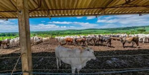 Instalada em uma área de 449 hectares em Santa Rita do Passa Quatro, A Escola Técnica Agropecuária Salvador Arena abre novo processo seletivo para vagas remanescentes do 2º semestre de 2025. (Crédito: Arquivo institucional / divulgação).