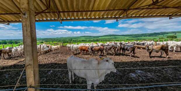 Instalada em uma área de 449 hectares em Santa Rita do Passa Quatro, A Escola Técnica Agropecuária Salvador Arena abre novo processo seletivo para vagas remanescentes do 2º semestre de 2025. (Crédito: Arquivo institucional / divulgação).