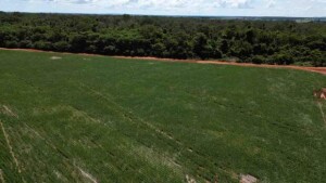 O programa RCF Cerrado é financiado por meio de Certificados de Recebíveis do Agronegócio (CRAs) emitidos pela Opea e listado na Bolsa de Viena e na B3. (Fotógrafo: Pedro Guinle  /Acervo: SIM, janeiro 2024