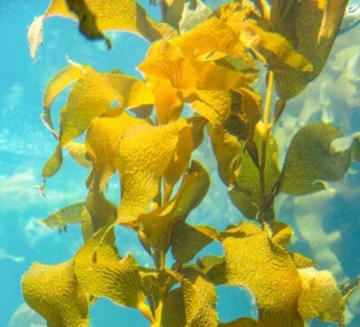 giant-kelp-macrocystis-pyrifera