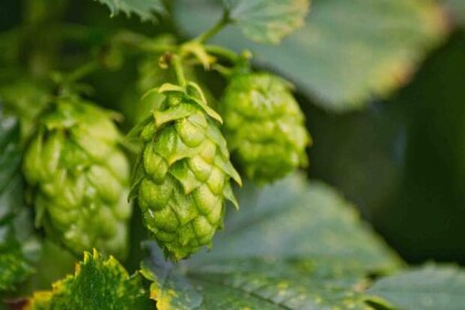lupulo - Segredos sobre a cerveja