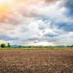 O Brasil tem cerca de 28 milhões de hectares de pastagens improdutivas que podem ser convertidas em lavouras de alta produtividade, especialmente em Mato Grosso, Goiás, Minas Gerais, Mato Grosso do Sul e Pará. (Divulgação /Freepik).