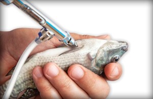 Evento técnico-científico começa na próxima semana, em Campinas (SP), e terá arenas simultâneas com programação dedicada à proteína animal. (Foto: Pesquisa Google).