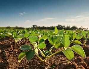 Nova Crixás recebe a Abertura Estadual do Plantio de Soja. Encontro celebra o fim do vazio sanitário e discute desafios e oportunidades da nova safra, em um dos principais polos do agronegócio brasileiro. (Divulgação)