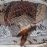 Doutorado defendido no Programa de Pós-graduação em Zootecnia da Faculdade de Medicina Veterinária e Zootecnia mostrou que exposição a agrotóxicos pode afetar regulação de milhares de genes. (Isabela Lippi durante a pesquisa | Crédito: acervo pessoal)