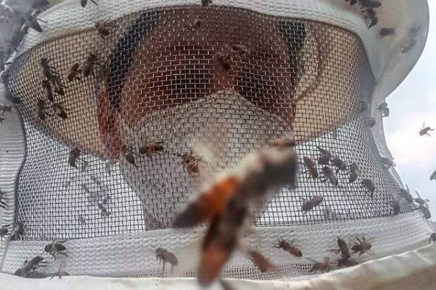 Doutorado defendido no Programa de Pós-graduação em Zootecnia da Faculdade de Medicina Veterinária e Zootecnia mostrou que exposição a agrotóxicos pode afetar regulação de milhares de genes. (Isabela Lippi durante a pesquisa | Crédito: acervo pessoal)