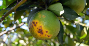 Doença segue como maior ameaça à citricultura mundial; Brasil concentra esforços em manejo integrado e inovação tecnológica para manter protagonismo global. (Divulgação)