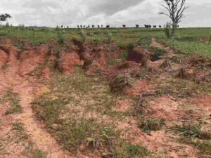 Pastagem degradada prejudica bolso, ambiente e imagem da pecuária. Prevenir é melhor e mais econômico que recuperar ou renovar. Atenção aos sinais e ajustes no manejo são fundamentais para evitar prejuízos. (Divulgação Soesp)