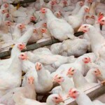 Falta de cuidado pode levar não só a perdas zootécnicas significativas, mas também a um impacto financeiro negativo e multifacetado para os produtores. (Divulgação)