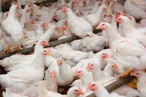 Falta de cuidado pode levar não só a perdas zootécnicas significativas, mas também a um impacto financeiro negativo e multifacetado para os produtores. (Divulgação)