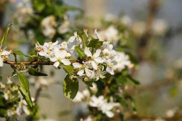 Serão mais de 5.5 mil caixas ninho, com cerca de cinco colmeias de abelhas da espécie Apis melífera por hectare de cultivo, garantindo polinização eficiente e frutos de maior qualidade. (Divulgação)