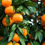 No acumulado de janeiro a agosto de 2025, Minas registrou 1,48 milhão de toneladas de frutas cítricas. No panorama nacional, a produção de laranja para 2025/26 pode atingir cerca de 13 milhões de toneladas, de acordo com estimativas do USDA. (Tangerinas Reprodução – Internet).