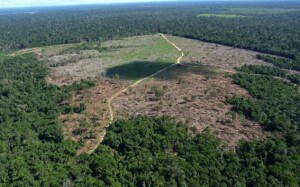 A despeito da nobre intenção da LGLA, e dos 21 anos de discussão para que finalmente fosse promulgada, determinados pontos da lei têm gerado bastante debate no que se refere a seus impactos e eficácia. (Área desmatada no Amazonas / Foto: Divulgação/Ibama)