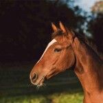 Saúde intestinal dos equinos é essencial para desempenho e bem-estar; parasitas afetam 90% dos cavalos no Brasil e geram prejuízos à equinocultura. (Divulgação Zoetis)