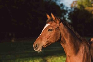 Saúde intestinal dos equinos é essencial para desempenho e bem-estar; parasitas afetam 90% dos cavalos no Brasil e geram prejuízos à equinocultura. (Divulgação Zoetis)