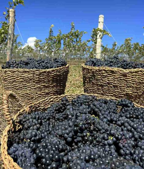 Especialista explica como vinícola boutique do Condomínio Reserva Fazenda Canoa, às margens do Lago Corumbá IV, aposta em tecnologia de plantio. (Divulgação Costa Cave) Produzir vinhos finos em pleno Cerrado goiano é um desafio que envolve ciência, sensibilidade e inovação. Na equipe à frente dessa missão está o enólogo Francisco Mickael, um dos responsáveis pela Bodega COSTACAVE, vinícola boutique integrada ao Condomínio Reserva Fazenda Canoa, em Silvânia (GO). O empreendimento é o primeiro condomínio vinícola do Brasil Central, e une natureza, arquitetura autoral, luxo e enogastronomia em um mesmo projeto. Com vinhedos às margens do Lago Corumbá IV, a Bodega COSTACAVE nasceu com a proposta de unir tecnologia e manejo sustentável para adaptar a viticultura ao clima tropical. “O Cerrado tem um comportamento muito diferente das regiões tradicionais de produção de vinho, com um inverno seco e verões chuvosos. Para alcançar uvas de qualidade, trabalhamos com irrigação controlada, manejo de solo e a técnica da dupla poda, que permite colher uvas no inverno, com condições ideais de maturação”, explica Francisco Mickael. Os vinhos da Bodega COSTACAVE têm como proposta sensorial equilibrar frescor, fruta e elegância, refletindo a força e a diversidade do Cerrado. O idealizador do empreendimento, o advogado tributarista e empresário Fernando Costa, da FRSC Participações, selecionou as uvas Syrah e Primitivo, variedades europeias, devido à sua excelente adaptação à dupla poda e ao clima quente do planalto goiano. “A Syrah é a rainha das uvas de dupla poda, muito produtiva e reconhecida por vinhos aromáticos e elegantes. Já a Primitivo mantém boa acidez mesmo em regiões quentes, o que garante equilíbrio e frescor aos rótulos”, destaca o enólogo Francisco Mickael sobre as variedades escolhidas. Além da excelência técnica, a COSTACAVE também inova ao integrar o enoturismo à vida condominial, algo inédito no Brasil Central. O parreiral na entrada do empreendimento já se tornou parte da identidade da Fazenda Canoa, funcionando como uma espécie de cartão de visitas para moradores e visitantes. Para o idealizador do Condomínio Reserva Fazenda Canoa, Fernando Costa, a presença da vinícola representa o encontro entre natureza, cultura e estilo de vida. “A COSTACAVE é mais do que uma vinícola, é um símbolo da integração entre a paisagem e o viver bem. Aqui, o vinho se torna parte do cotidiano, uma experiência que conecta o morador ao território”, afirma. Neste limiar de qualidade conquistado, o vinho COSTACAVE representará a vitivinicultura do Cerrado goiano no Mesa São Paulo 2025, que acontece nos dias 30 de outubro a 01 de novembro. Promovido pela revista Prazeres da Mesa, o evento acontece no Museu da América Latina, em São Paulo, das 10h às 20h, com expectativa de 8 a 10 mil pessoas. Celebrando o Dia do Enólogo (22 de outubro), a Bodega COSTACAVE reafirma sua vocação pioneira e o compromisso de mostrar que o Cerrado também pode produzir vinhos de excelência, unindo técnica, terroir e emoção em cada taça. Visão aérea do parreiral vinícola Costa Cave (Divulgação) Sobre o Condomínio Reserva Fazenda Canoa Localizado às margens do Lago Corumbá IV, em Silvânia (GO), o empreendimento é referência em luxo sustentável e inovação. O condomínio reúne marina, heliponto, complexo esportivo, beach club e a primeira vinícola boutique do Cerrado. As casas de campo têm assinatura de arquitetos renomados como Leo Romano, William Hanna, Karla e Eduardo Bittar, e Picotto Arquitetura. De: Eduarda Leite / Enviado Por: Comunicação Sem Fronteiras