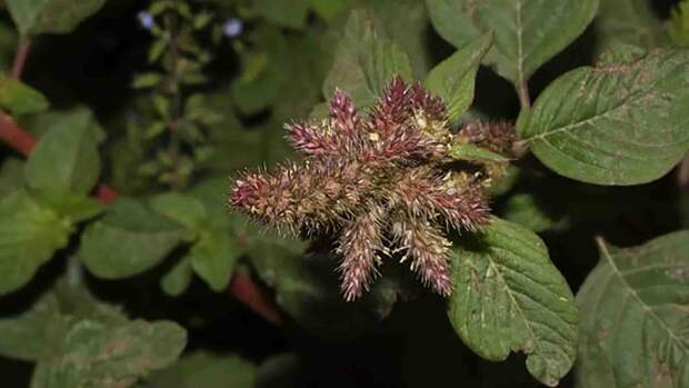 caruru-roxo - reprodução Portal Mais Agro