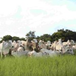 Produtor precisa traçar estratégia focada na alimentação das vacas durante todo o ciclo, para que elas cheguem bem ao período reprodutivo. (Divulgação Connan)