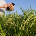 “Embora a lei fale em direito ao crédito fiscal amplo, sua extensão dependerá dessa regulamentação da Receita e dos comitês gestores, ainda pendente, o que pode gerar disputas e afetar agroindústrias e cooperativas”. (Freepik / divulgação)